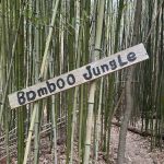 Bamboo Jungle