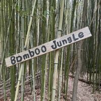 Bamboo Jungle ico