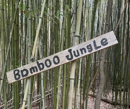 Bamboo Jungle