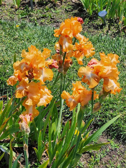 Presby Iris Gardens Picture 2
