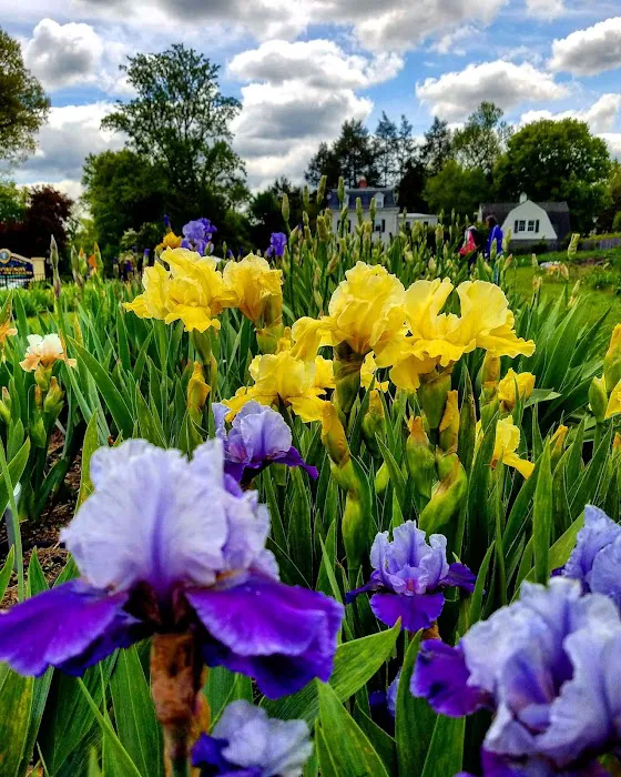 Presby Iris Gardens Picture 5