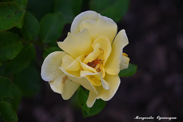 Brookdale Park Rose Garden Picture 3