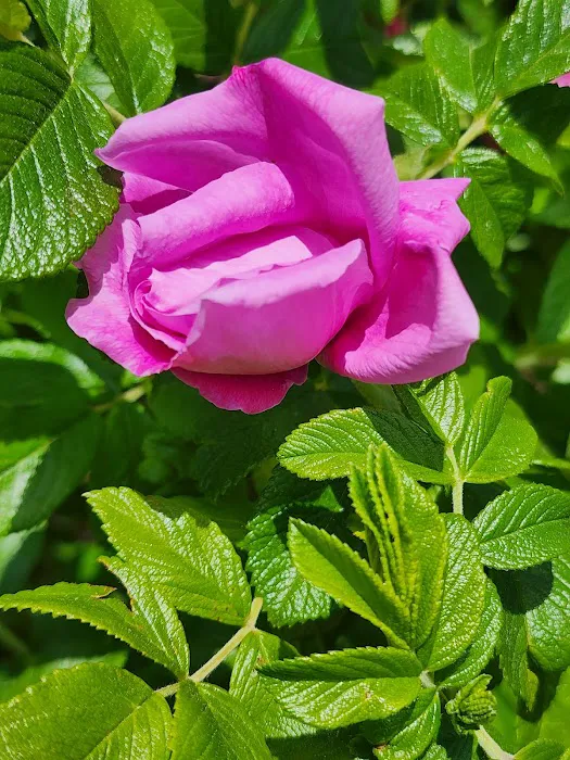 Brookdale Park Rose Garden Picture 2