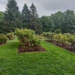 Brookdale Park Rose Garden