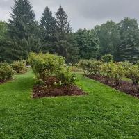 Brookdale Park Rose Garden ico