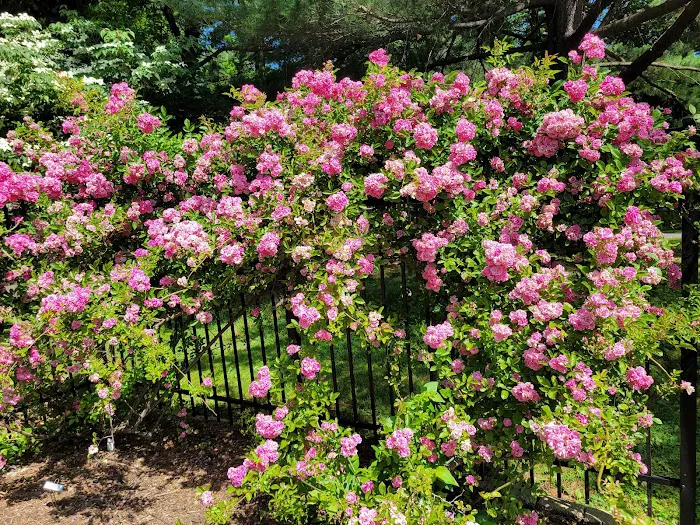 Brookdale Park Rose Garden Picture 9