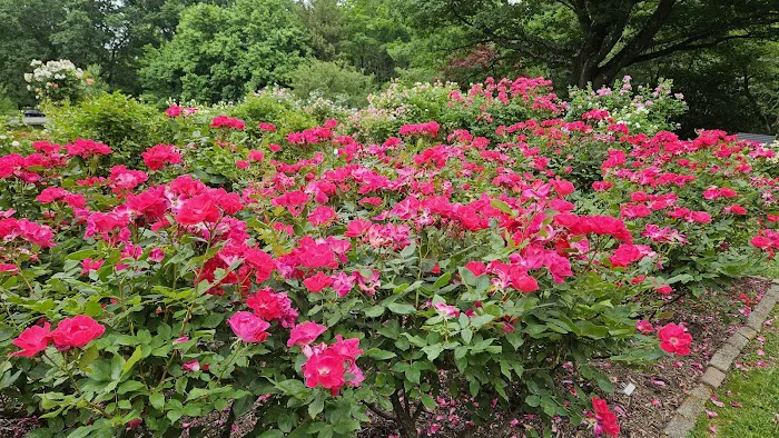 Brookdale Park Rose Garden Picture 7