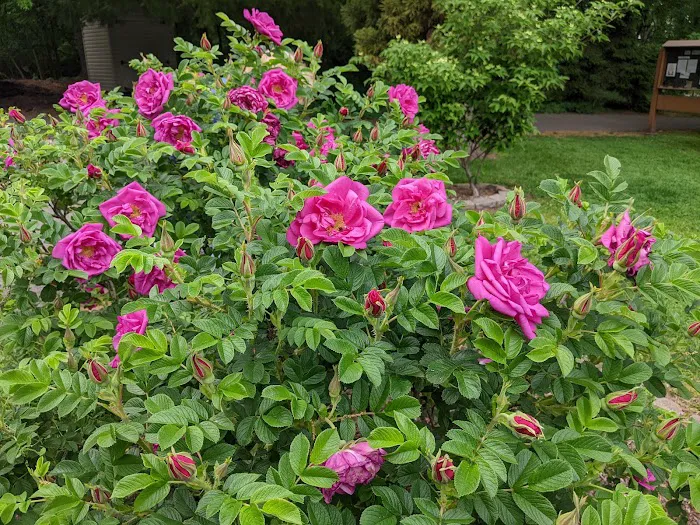 Brookdale Park Rose Garden Picture 6