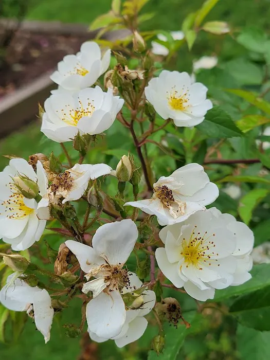 Brookdale Park Rose Garden Picture 4