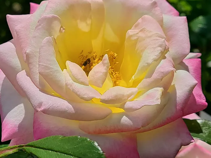 Brookdale Park Rose Garden Picture 10