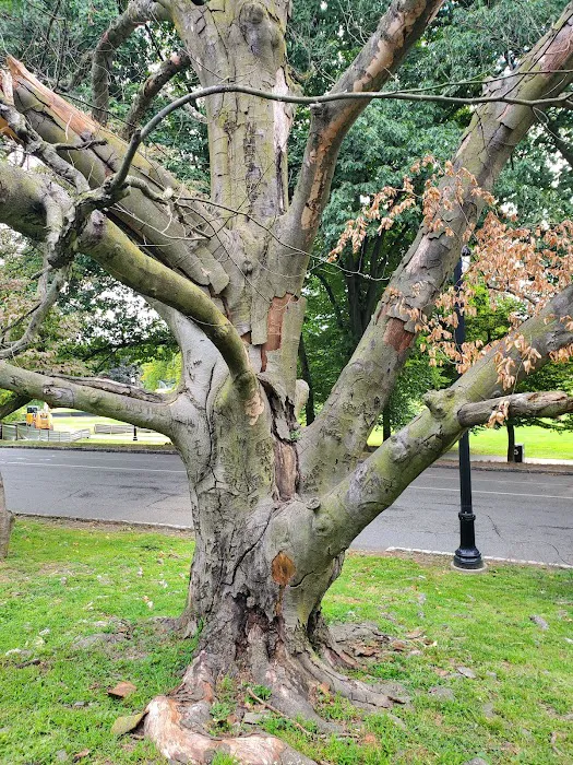 Brookdale Park Picture 8