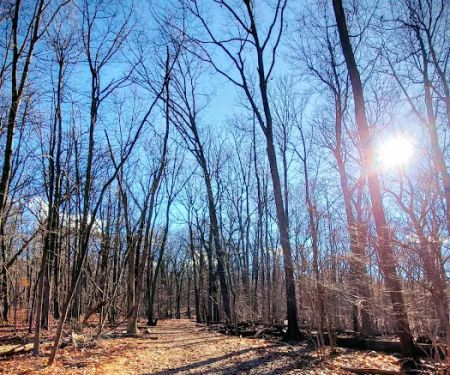 Mills Reservation