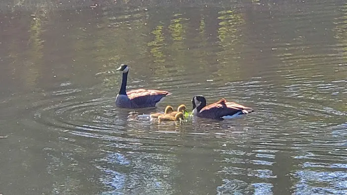 Clarks Pond Picture 2