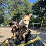 Brookdale Dog Park