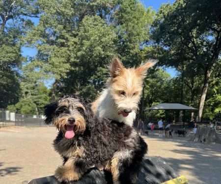 Brookdale Dog Park