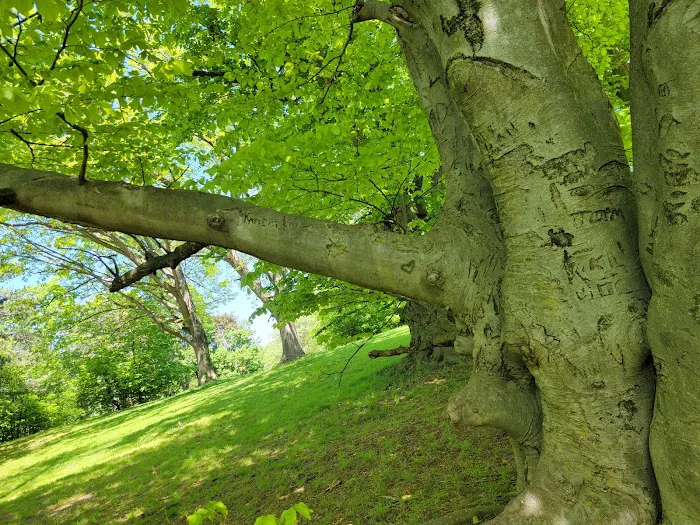Brookdale Dog Park Picture 7