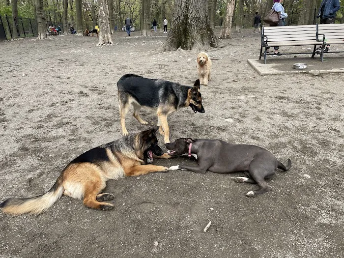 Brookdale Dog Park Picture 8