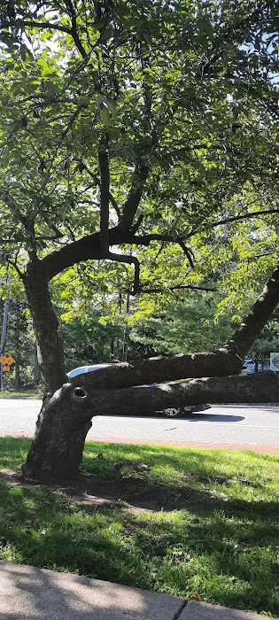 Watchung Plaza Picture 5