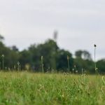 Park Field