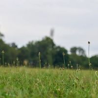 Park Field ico