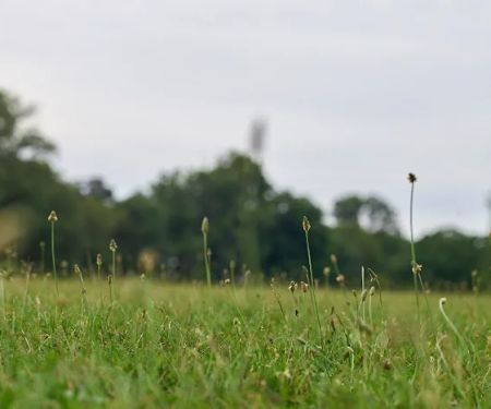 Park Field