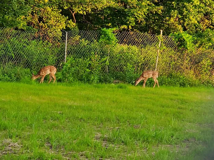 Lion Gate Park Picture 10
