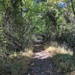 Walker Avenue Wetlands