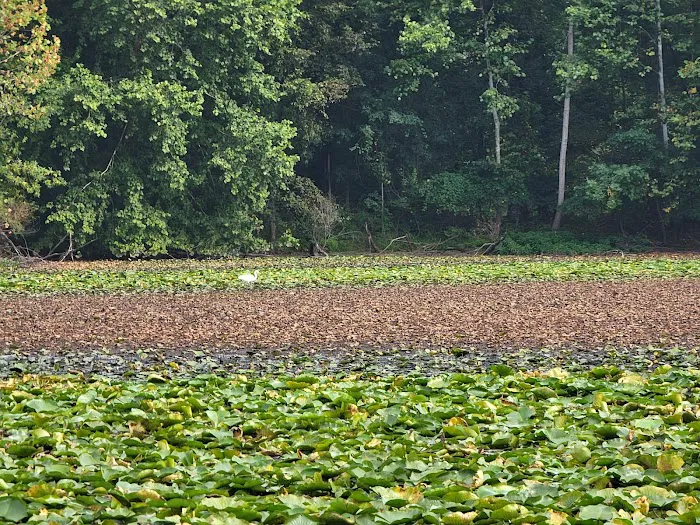Walker Avenue Wetlands Picture 9