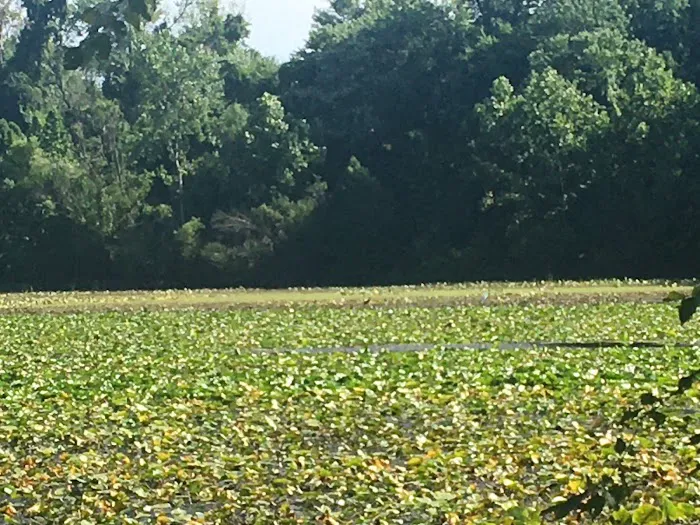Walker Avenue Wetlands Picture 7