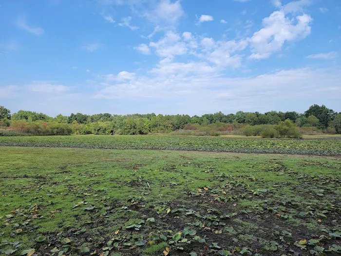 Walker Avenue Wetlands Picture 10