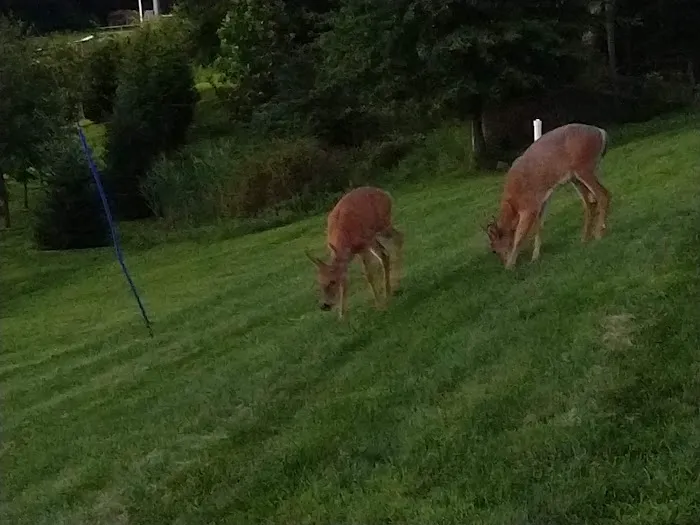 Panther Park Picture 6