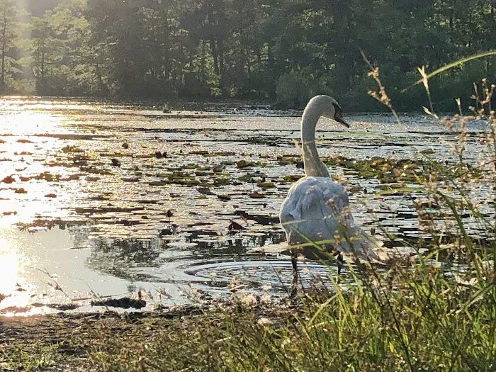 The Second Pond Picture 10