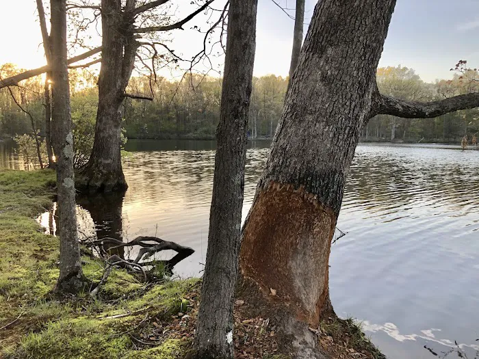 The Second Pond Picture 5
