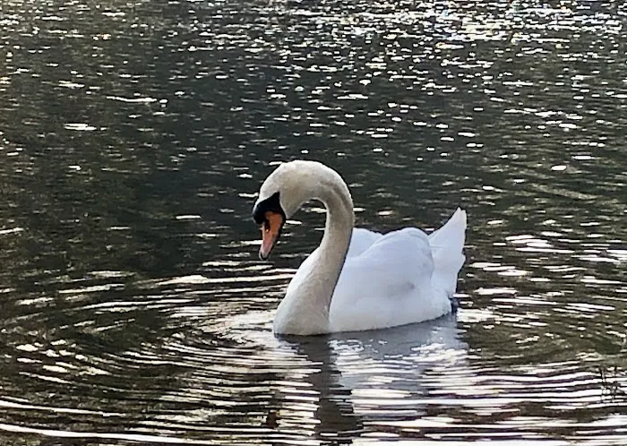 The Second Pond Picture 1
