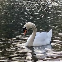 The Second Pond ico