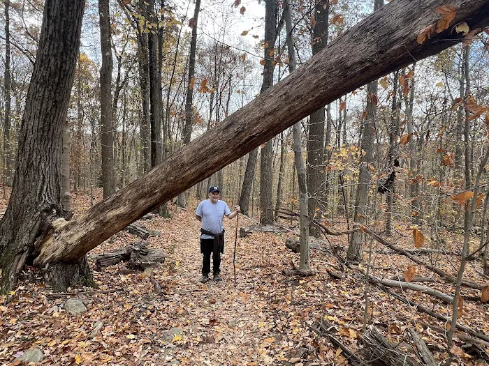 Ramapo State Forest Picture 5
