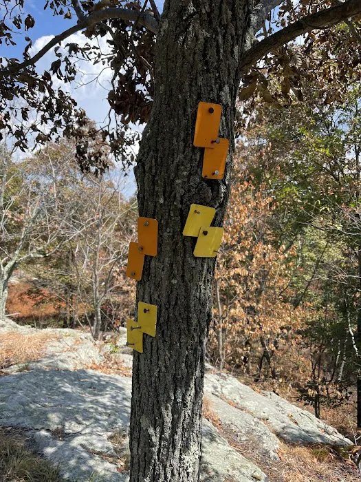 Ramapo State Forest Picture 6