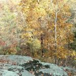 Painted Forest