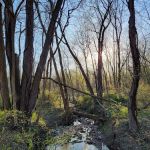 Two Sisters Wetland Preserve Property