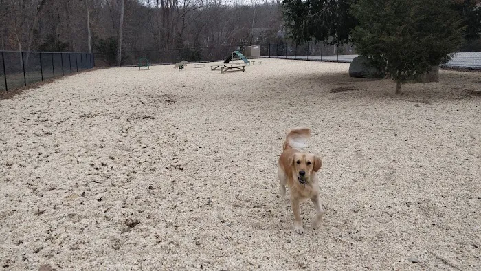 Ringwood Dog Park Picture 1