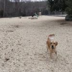 Ringwood Dog Park