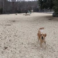 Ringwood Dog Park ico