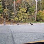 Greenwood Lake