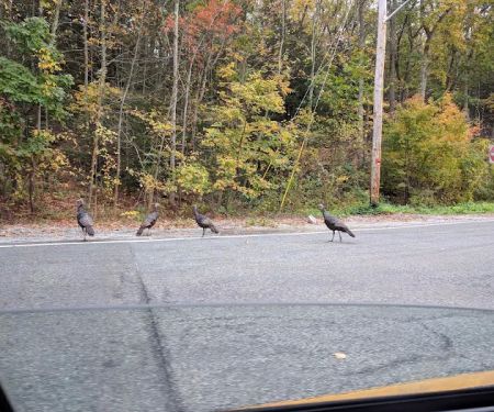 Greenwood Lake