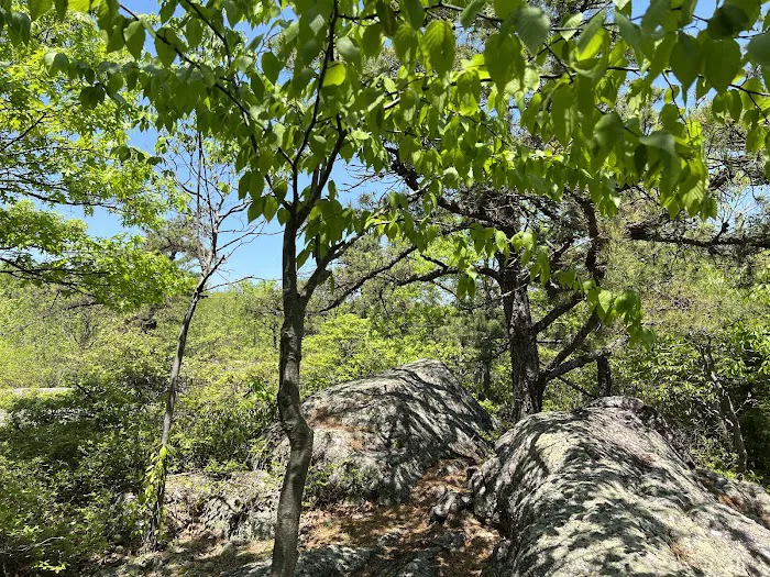 Abram S. Hewitt State Forest. (Surprise lake loop) Picture 6