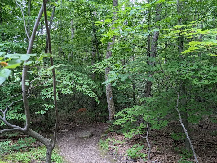 Abram S. Hewitt State Forest. (Surprise lake loop) Picture 1