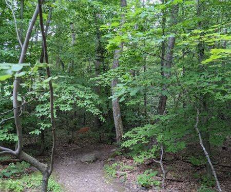 Abram S. Hewitt State Forest. (Surprise lake loop)