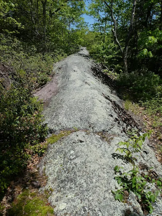 Abram S. Hewitt State Forest. (Surprise lake loop) Picture 4