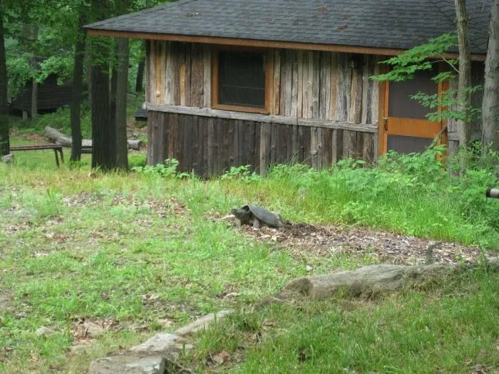 Camp Herald 角聲疊湖營 Picture 6