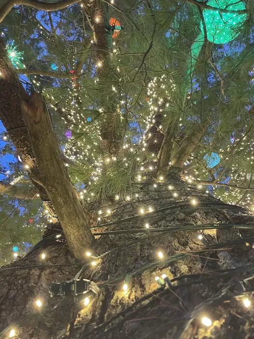 Winter Hill Christmas Tree Picture 3